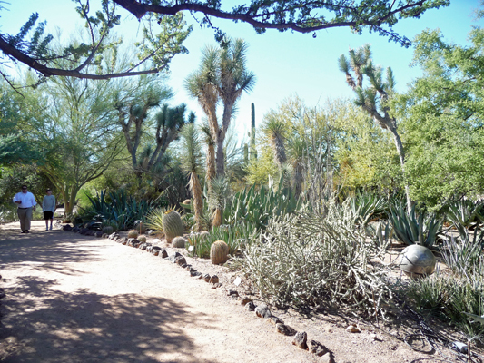 Desert Botanical Garden Phoenix