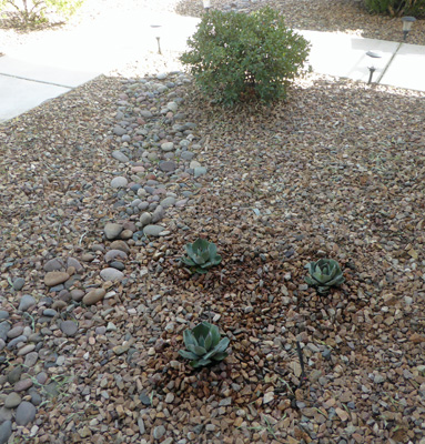 Artichoke Agaves (Agave parryi truncata)