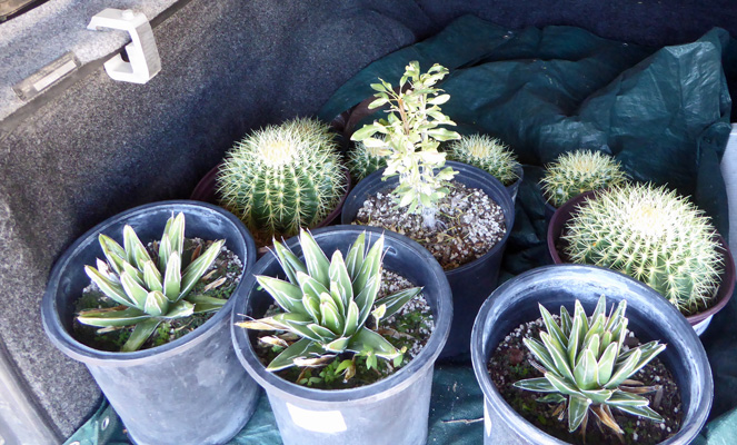 Agaves and Golden Barrel Cacti