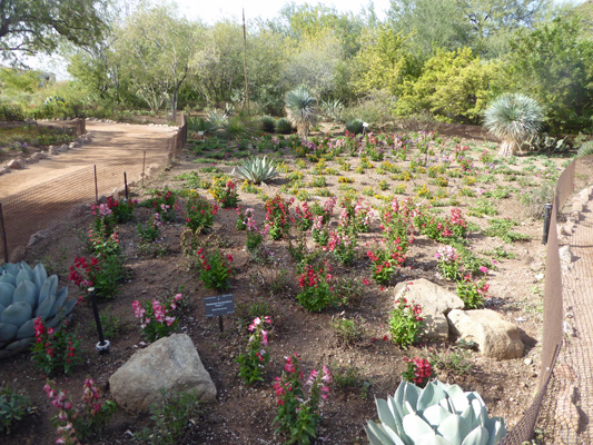 Penstemon