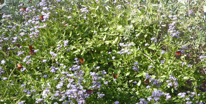 Mistflower (Concolinium greggii) and Queen's Butterflies