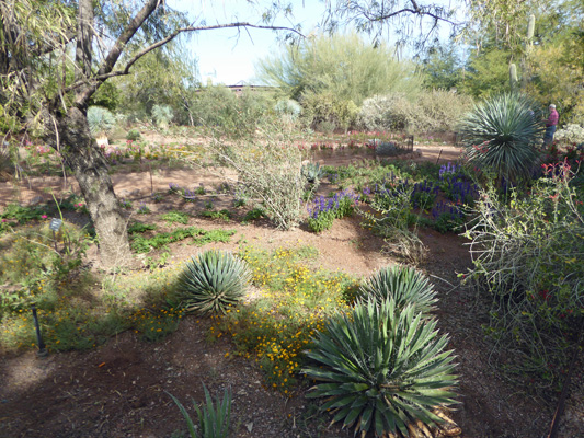 Desert Botanical Garden