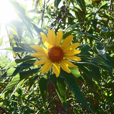 Mexican sunflower (Tithonia fructicosa)