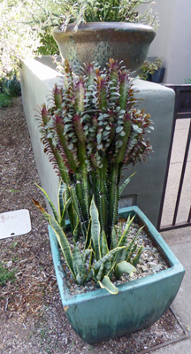  ruby Euphorbia trigona