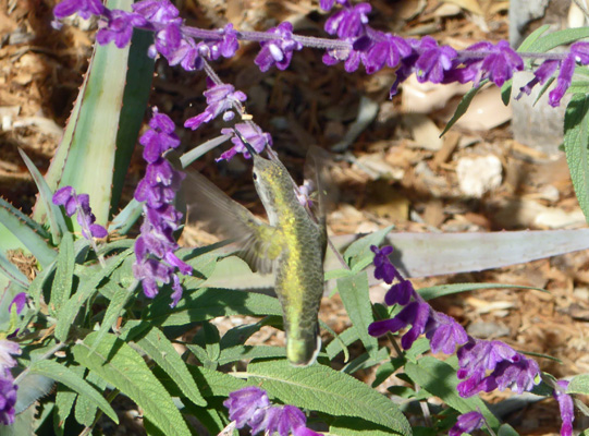 Humming bird on purple sage flowers