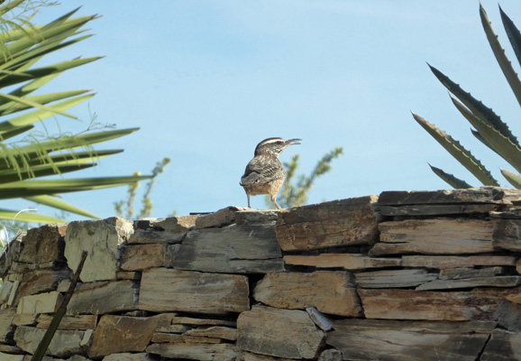 Cactus wren