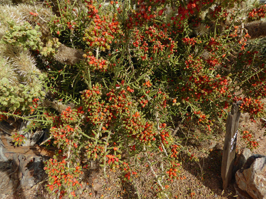 Desrt Christmas Cholla