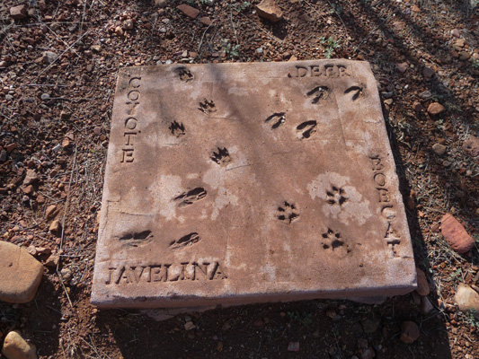 wildlife footprints at Patagonia Lake State Park AZ