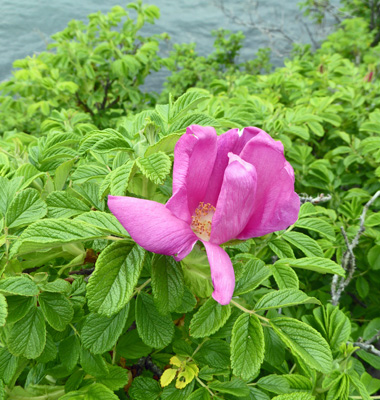 Wild rose Bass Harbor Pt