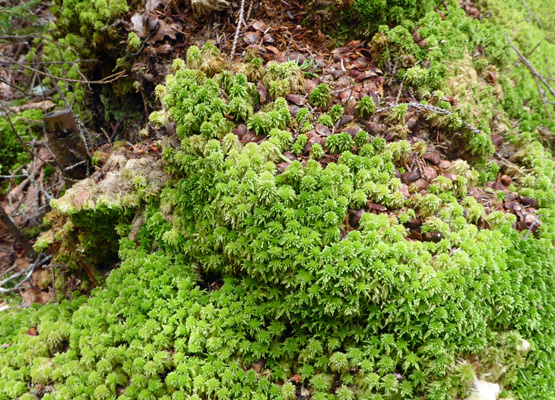 Moss in Maine woods