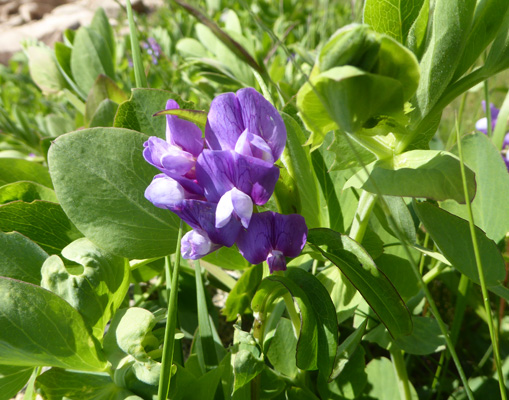 Beach Peas (Lathyrus japonicus)