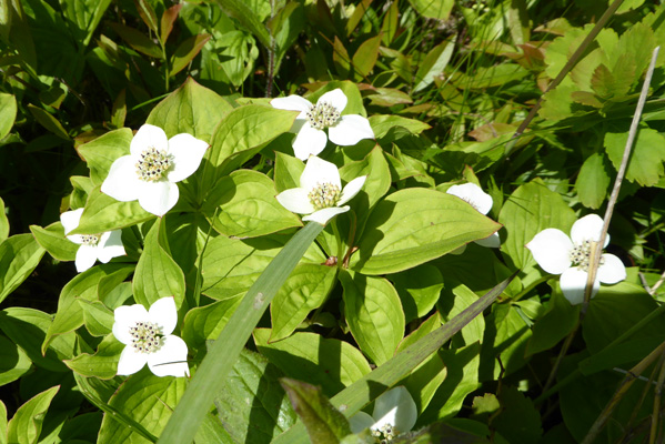 bunchberries (Cornus canadensis)