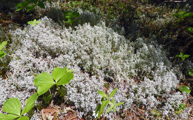 Reindeer Lichen (Cladonia rangiferina)