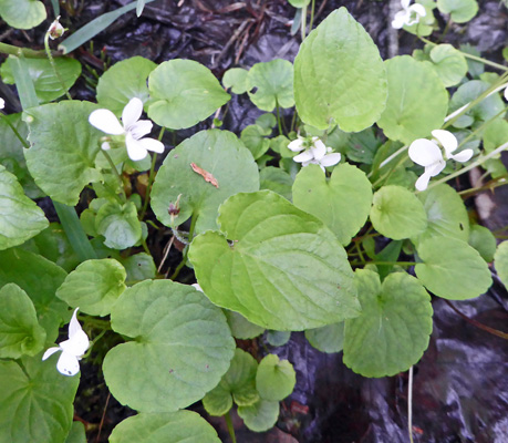 Sweet White Violets (Viola blanda)