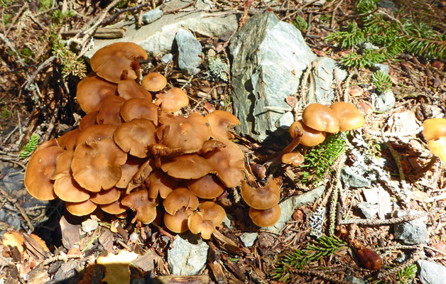 Fungus Schoodic Pen Acadia