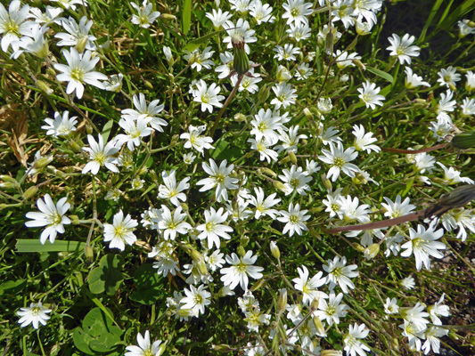 Field Chickweed (Cerastium arvense)