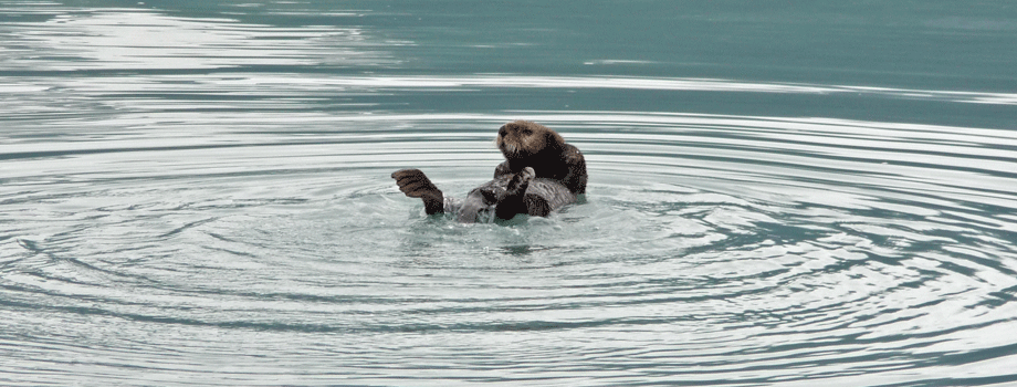 Sea Otter Resurrection Bay Alaska