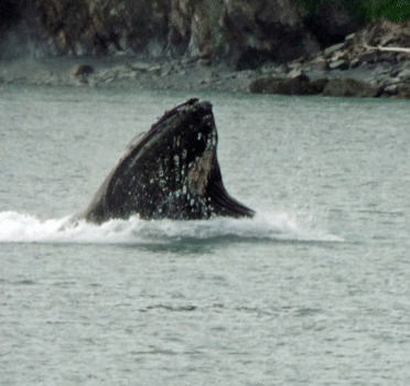 Humpback whale breaching Kenai Fjords Cruise Alaska