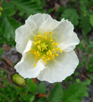 Welsh Poppy (Meconopsis cambrica)