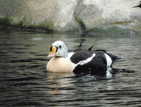 King Eider Duck Alaska SeaLife Center Seward