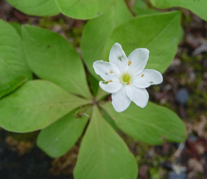 Arctic Starflower (Trientalis arctica)