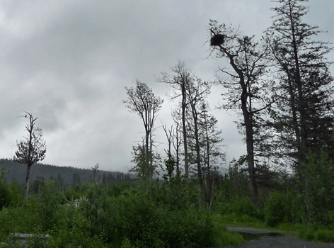 Eagle and nest Seward Alaska