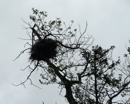 Eagle nest Seward Alaska