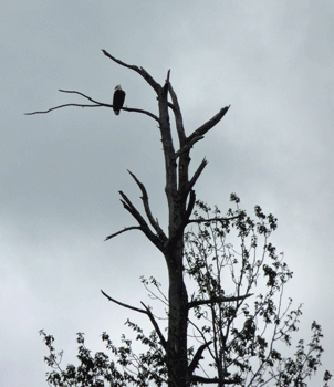 Eagle near nest Seward Alaska