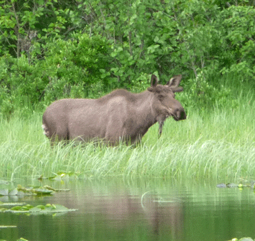 Moose near Seward Alaska