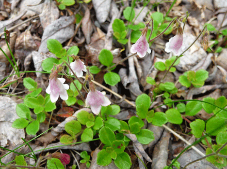 twin-flowers (Linnaea borealis)