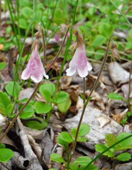 twin-flowers (Linnaea borealis)