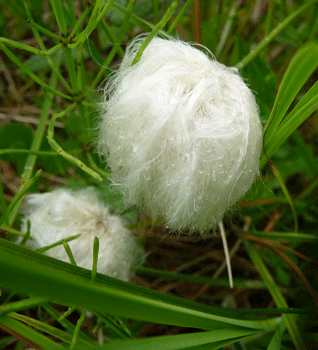 Cotton Grass (Eriophorum scheuchzeri)