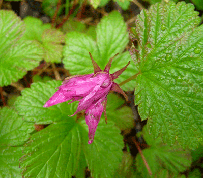 Nagoon Berry (Rubus arcticus)