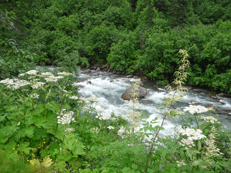 Little Sustina River Hatcher Pass Alaska
