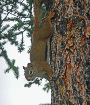 Red Squirrel Mendeltna Alaska