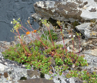 Prickly Saxifrage (Saxifraga tricuspidata) Rancheria Falls Yukon