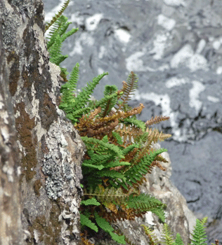 Ferns on rocks at Rancheria Falls Yukon