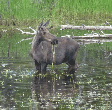 Juvenile male moose Alaska Highway Yukon