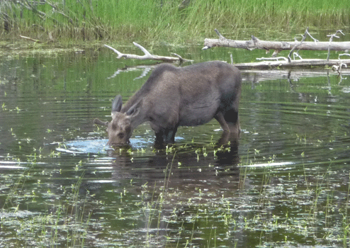 Juvenile male moose Alaska Highway Yukon