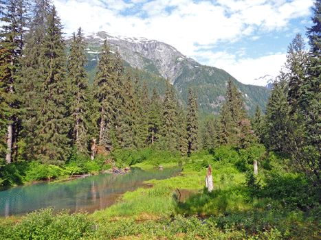 Meadow at Fish Creek Hyder, AK