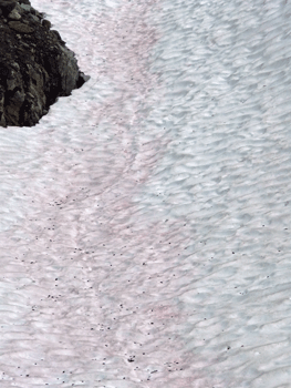Pink Snow Salmon Glacier Road BC