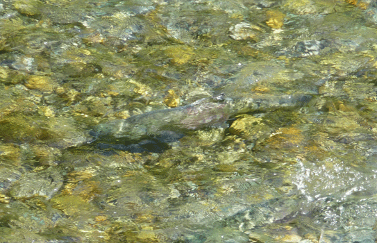 Salmon in Fish Creek Hyder, AK