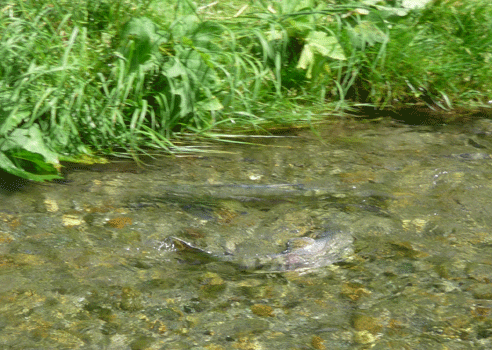 Salmon in Fish Creek Hyder, AK