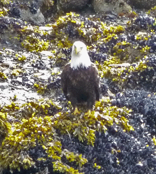 Eagle on the rocks Clover Pass Resort Ketchikan AK