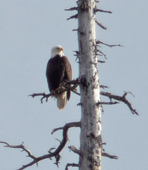 Eagle on a snag at Clover Pass Resort Ketchikan AK