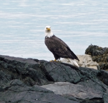 Eagle on the rocks Clover Pass Resort Ketchikan AK