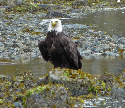 Bald Eagle at Clover Pass Ketchikan AK