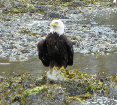 Bald Eagle at Clover Pass Ketchikan AK