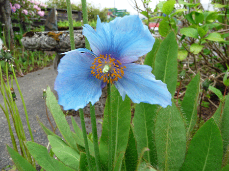 Blue Poppy in Ketchikan AK