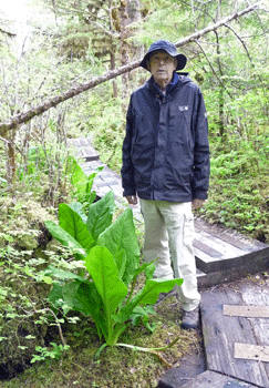 Walter Cooke and skunk cabbage Lunch Creek Trail Ketchikan AK